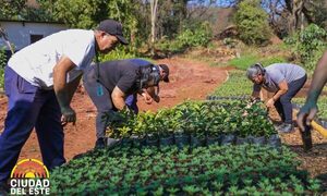Comuna ofrece múltiples especies de plantas a la comunidad – Diario TNPRESS