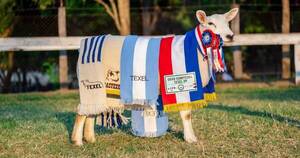 La Nación / Oveja Texel vendida por G. 76 millones marca récord nacional