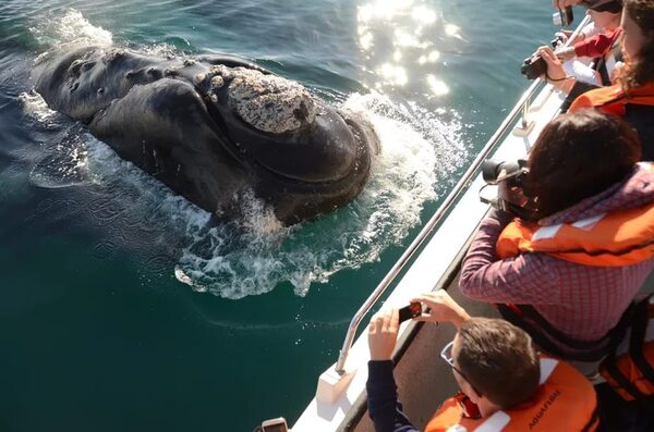 Rescatan del mar a 18 turistas que iban a avistar ballenas en el Pacífico colombiano - Mundo - ABC Color