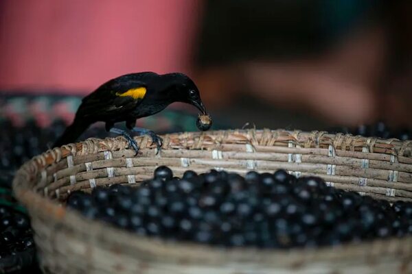 La “capital mundial del açaí”: motor de la Amazonía y objetivo de las mafias - Mundo - ABC Color