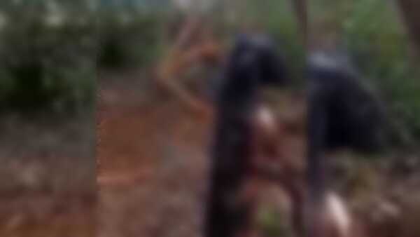 Conmoción en Bella Vista Itapúa por cruel sacrificio de un perro en un monte