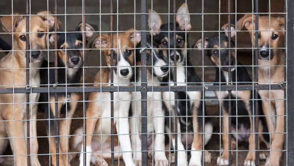Productores de carne de perro se niegan a que se prohíba su venta