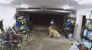 [VIDEO] ¿Cómo pio así firulais? Ladrón entró a robar y se hizo amigo de la mascota