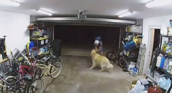 [VIDEO] ¿Cómo pio así firulais? Ladrón entró a robar y se hizo amigo de la mascota