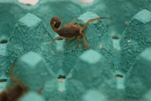 ¿Qué hacer ante la picadura de un alacrán? - Nacionales - ABC Color