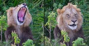 La Nación / ¡Rugido viral! Captan la sonrisa de un león al asustar a un reportero en África