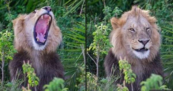 La Nación / ¡Rugido viral! Captan la sonrisa de un león al asustar a un reportero en África