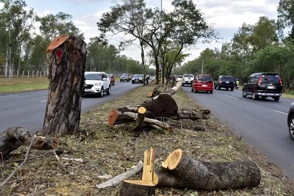 Avenida Ñu Guasu: realizaron “carnicería” de árboles en paseo central - Nacionales - ABC Color