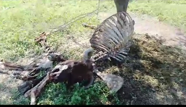Abigeos golpean a humilde familia de Chaco’i