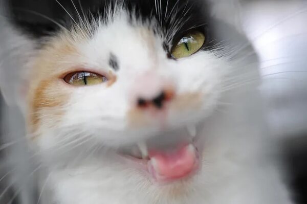 Mordeduras de animales domésticos: Salud reporta más de 3.000 consultas en hospitales - Nacionales - ABC Color