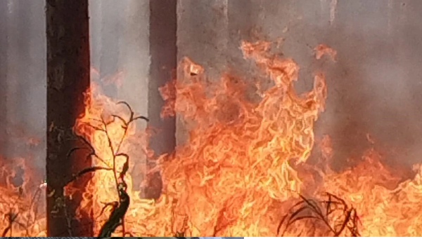 Trabajador muere tratando de salvar su eucaliptal en incendio forestal