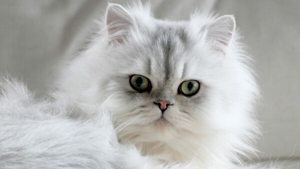 Esa felina debilidad: En el Día del Gato, un repaso por la historia de su (no) domesticación