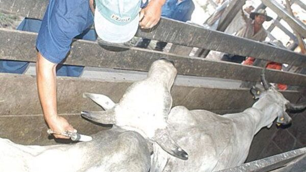 Facultad de Veterinaria de la UNA activa alerta sanitaria por caso de brucelosis