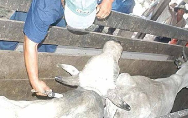 Facultad de Veterinaria de la UNA activa alerta sanitaria por caso de brucelosis – Prensa 5