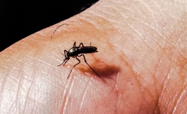 Casos de chikungunya y dengue siguen disminuyendo en el país