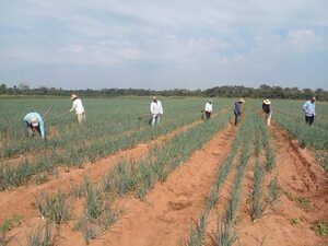 Cebolleros piden no liberar ingreso del producto antes de tiempo y controlar el contrabando - Nacionales - ABC Color