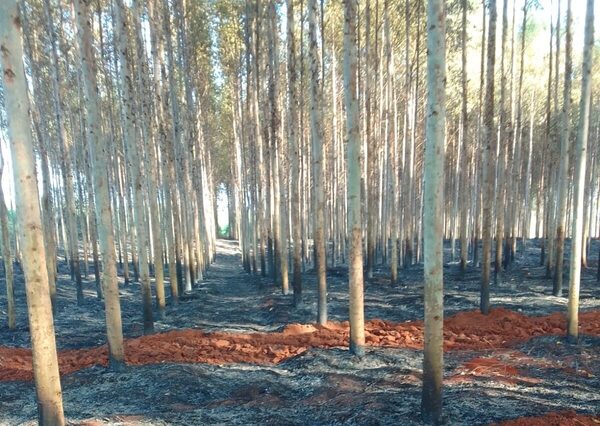 Diario HOY | Murió al intentar contener un incendio en su propiedad en Azotey