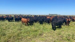 Ganadería Regenerativa gana terreno en Paraguay y se consolida como modelo productivo rentable y sostenible