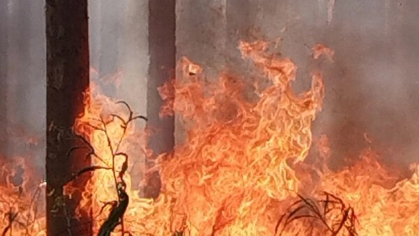Trabajador muere tratando de salvar su eucaliptal en incendio forestal