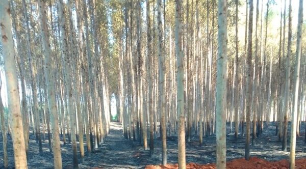 Murió al intentar contener un incendio en su propiedad en Azotey - Radio Imperio 106.7 FM