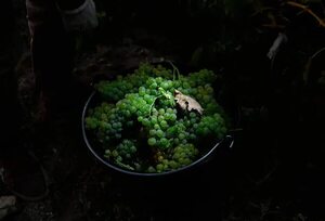 Cambio climático: “daños nunca vistos” en los viñedos de Burdeos por el hongo mildiu - Mundo - ABC Color