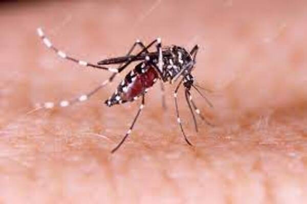 El dengue amenaza a todos - El Independiente