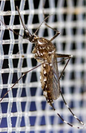 Dengue y chikunguña: pronostican una nueva “gran epidemia” - Nacionales - ABC Color