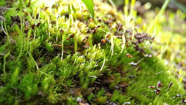 El musgo más antiguo y de evolución más rápida podría no sobrevivir al cambio climático