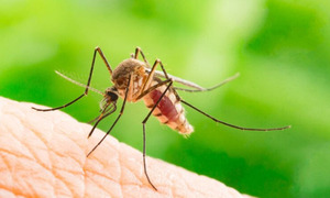 Pronostican una nueva “gran epidemia” de dengue y chikunguña