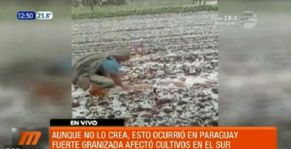 Productor pierde sus cultivos a raíz de intensa granizada en Hohenau