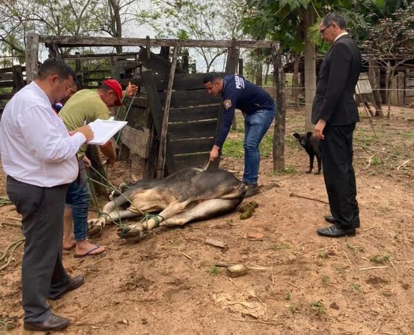 Funcionario del MOPC fue detenido por abigeato y recuperan de su poder un toro - Policiales - ABC Color