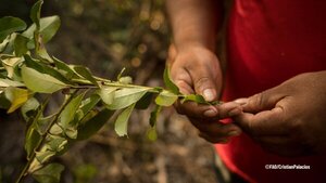 Día Internacional de los Pueblos Indígenas: Destacan el trabajo en pos del medio ambiente - MarketData