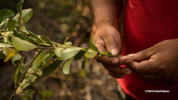 Día Internacional de los Pueblos Indígenas: Destacan el trabajo en pos del medio ambiente - MarketData
