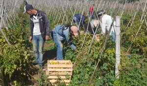 Lluvias benefician productores hortícolas - Nacionales - ABC Color