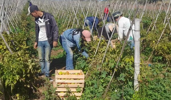 Lluvias benefician productores hortícolas - Nacionales - ABC Color