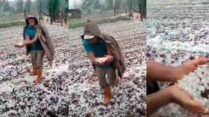 Fuerte granizada afectó cultivos en el Sur del país