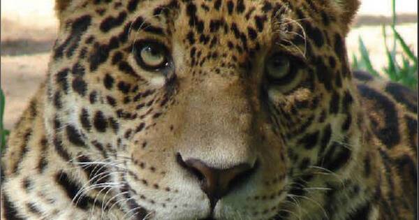 La Nación / Lanzarán guía gratuita para identificar a mamíferos medianos y grandes del Chaco