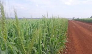 Alto Paraná: productores de trigo preocupados por ausencia de bajas temperaturas - ABC en el Este - ABC Color