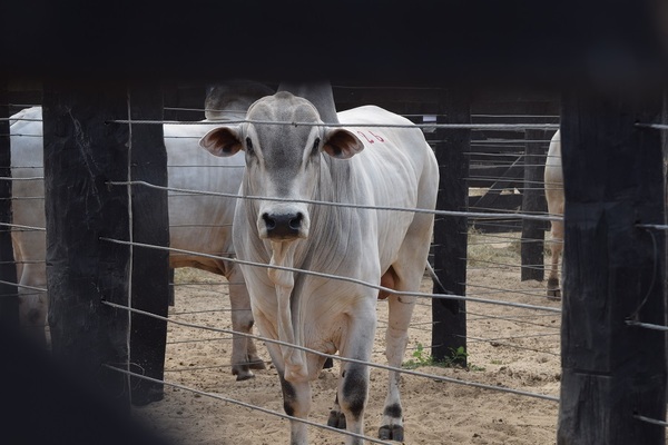 ¡Comenzó la zafra! Se llevan vendidos 82 toros a un promedio de Gs. 23.412.353