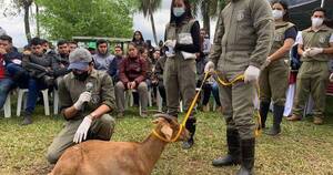 La Nación / Del veterinario depende la salud pública de las personas