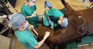 La Nación / Pasión por la veterinaria: “Estamos superespecializados y actualizados en Paraguay”