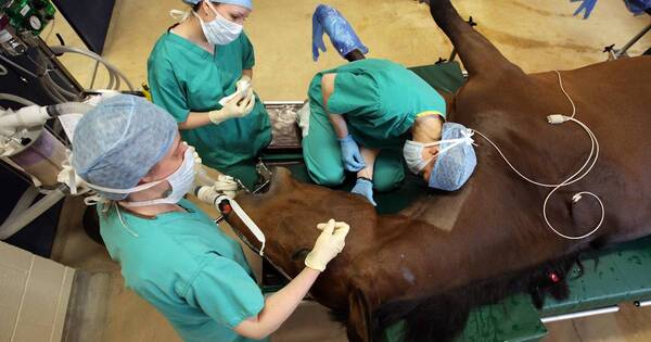 La Nación / Pasión por la veterinaria: “Estamos superespecializados y actualizados en Paraguay”