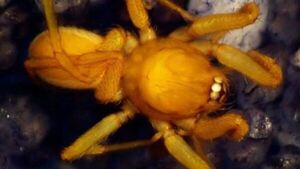 Científicos descubren una nueva especie de araña duende