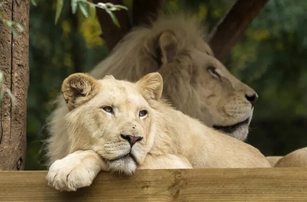 Leones africanos a un paso de la extinción, tras la desaparición del 90% de ejemplares - Mundo - ABC Color