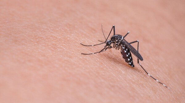 Diario HOY | Dengue y chikunguña: invierno sin frío no cortó la epidemia, y la "explosión" será en todo el país