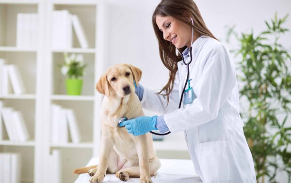 En Paraguay hoy se conmemora el Día del Profesional de Veterinaria - El Independiente