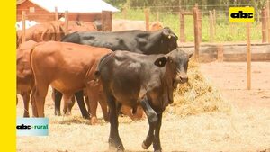 Video: Ganadería en el Chaco y la incursión de la agricultura - ABC Rural - ABC Color
