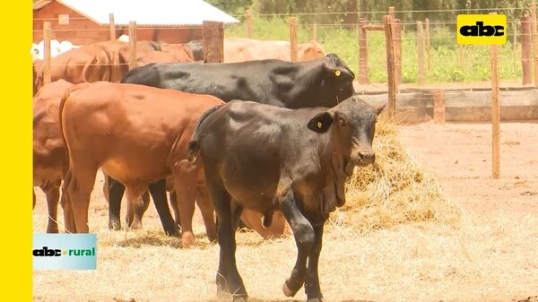 Video: Ganadería en el Chaco y la incursión de la agricultura - ABC Rural - ABC Color