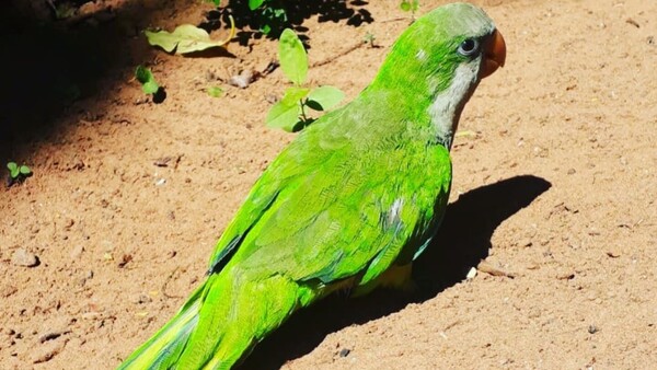 A mano armada, robó un loro y celu de adolescente