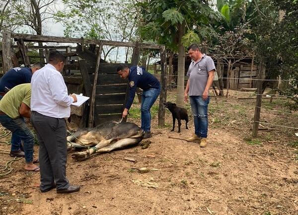 Diario HOY | Un hombre fue imputado por hurtar dos toros